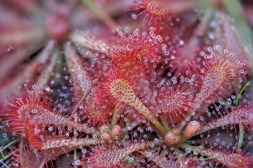 Tropical Sundew