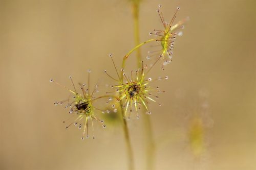 Drosera Lunata