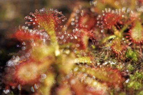 Tropical Sundew