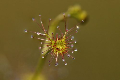 Drosera Lunata