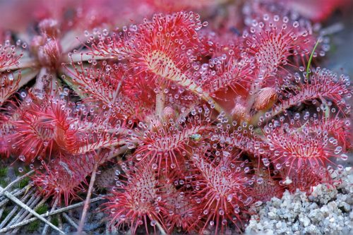 Tropical Sundew