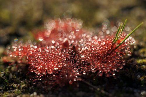 Tropical Sundew