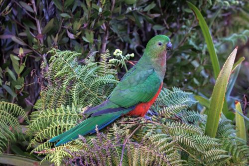 King parrot (female)