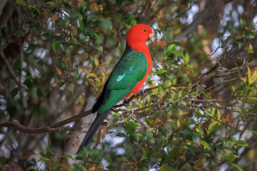 King parrot (male)