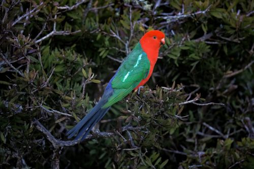 King parrot (male)