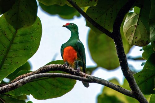 Knob-billed fruit dove