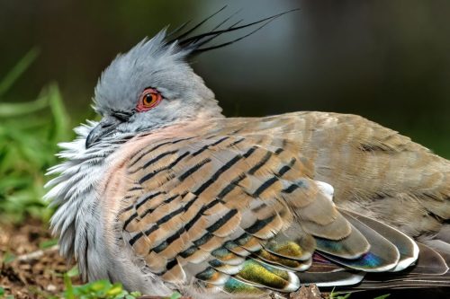 Pigeons and Doves
