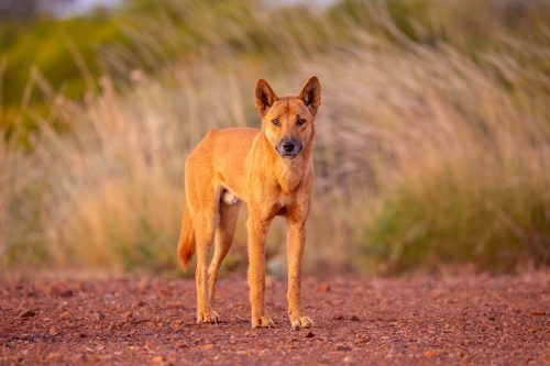 Dingo