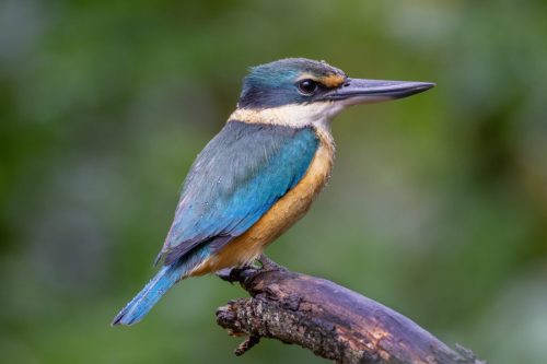 Kingfishers & Allies