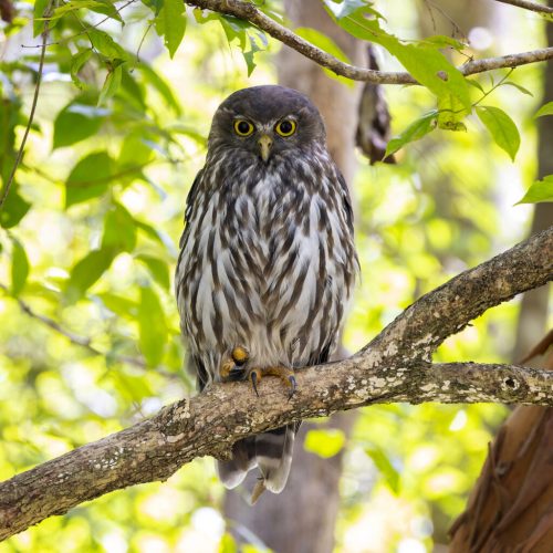 Barking owl