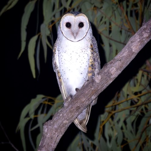 Masked owl