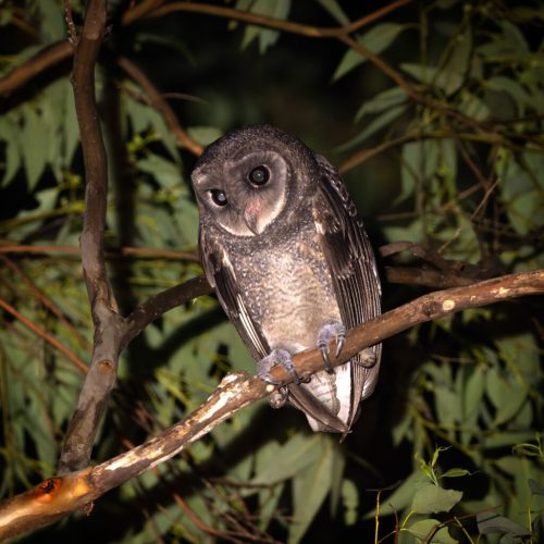Greater Sooty owl