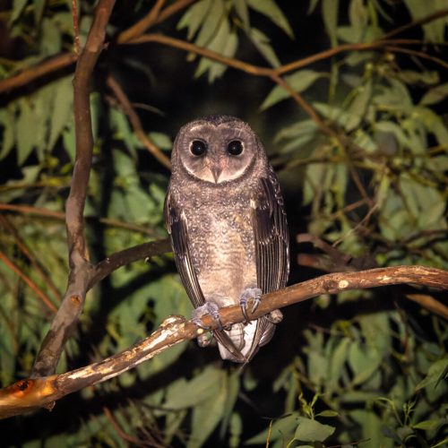 Greater Sooty Owl
