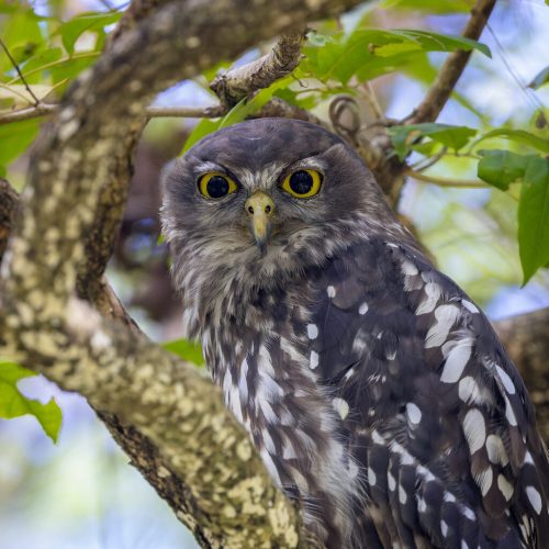 Barking owl
