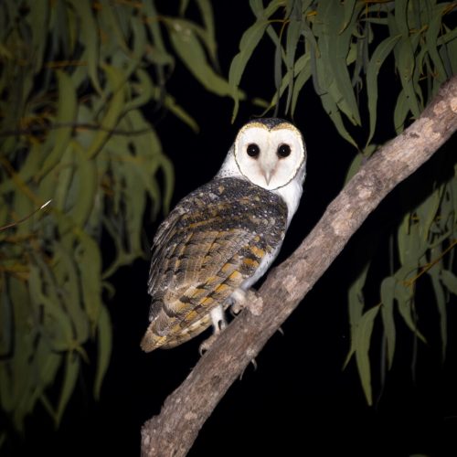 Masked owl
