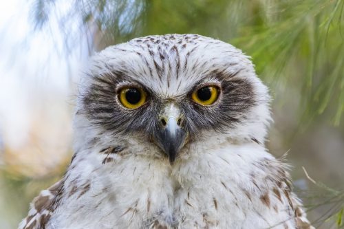 Powerful Owl