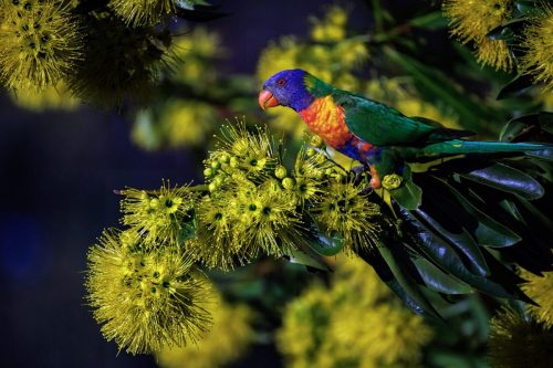 Rainbow Lorikeet