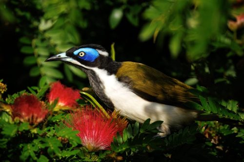 Blue-faced Honeyeater
