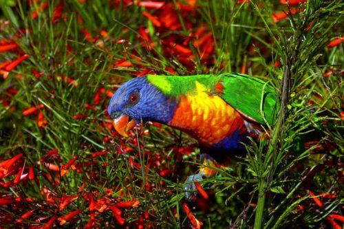 Rainbow Lorikeet