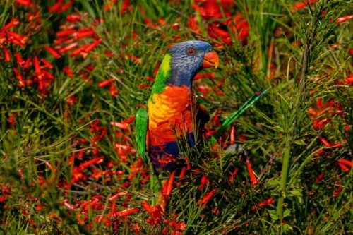 Rainbow Lorikeet