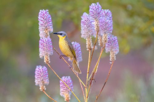 Grey-headed Honeyeater