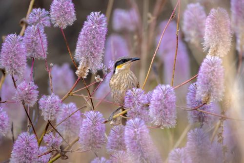 Singing Honeyeater