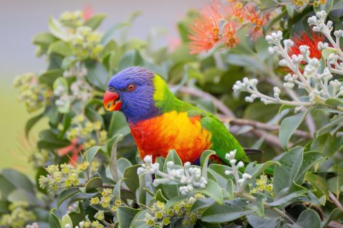 Rainbow Lorikeet