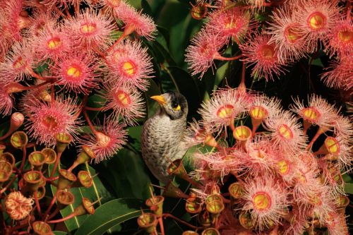 Noisy Miner