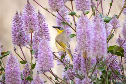 Grey-headed Honeyeater
