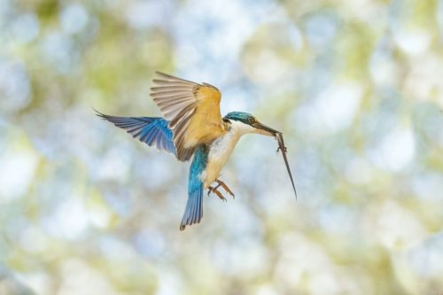 sacred kingfisher