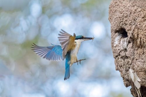 sacred kingfisher