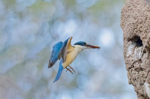 sacred kingfisher