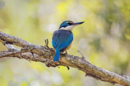 sacred kingfisher