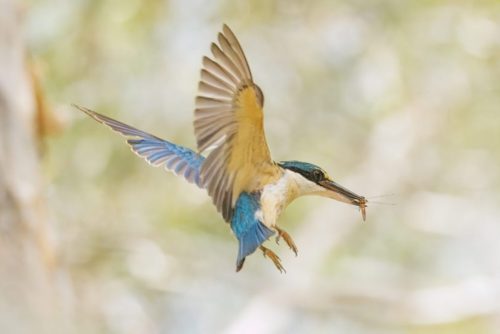 sacred kingfisher