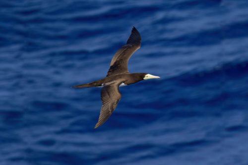 Shorebirds / Waders / Seabirds