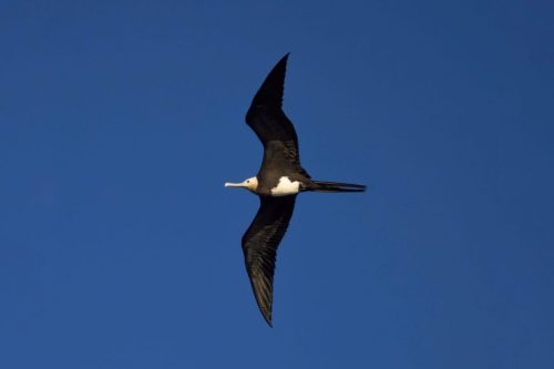 Bonus: Lesser Frigatebird