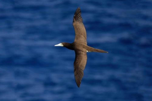 Brown Booby