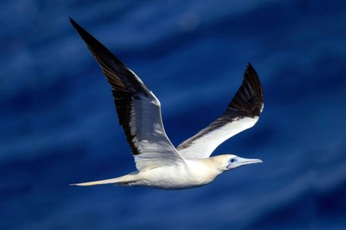 Red-footed Booby