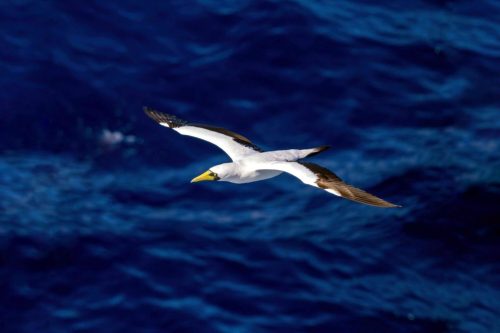 Masked Booby
