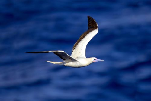 Red-footed Booby