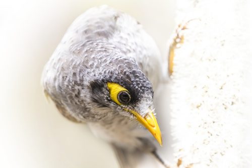 Noisy miner