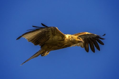 Whistling Kite