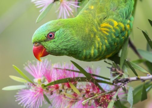 Parrots & Cockatoos