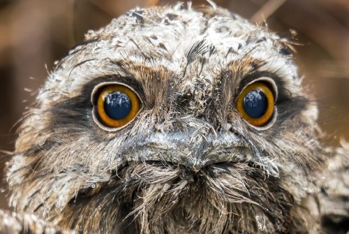 Baby Tawny Frogmouth
