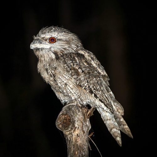 Tawny Frogmouth