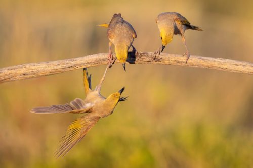 White-plumed honeyeaters
