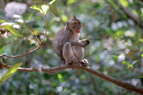 Long-tailed macaque