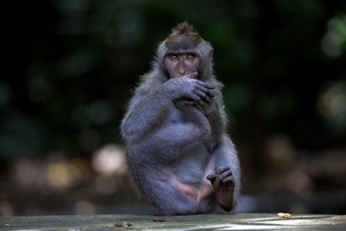 Long-tailed macaque