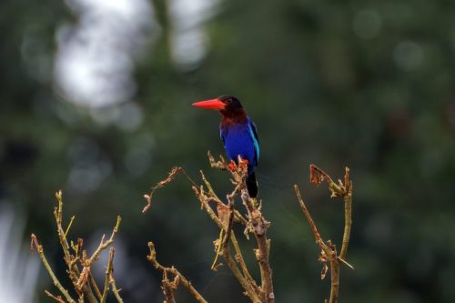 Javan Kingfisher