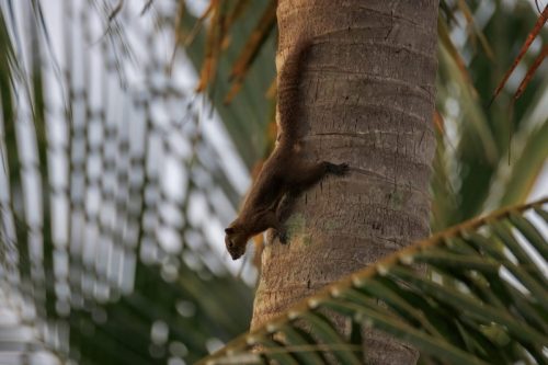 Plantain Squirrel